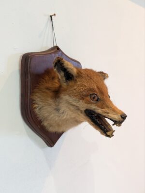 Vintage Taxidermy Fox Mask Wall Mount on Shield Plaque