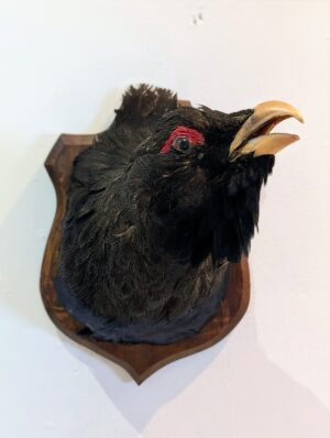 Taxidermy Capercaillie Head Mount on Oak Shield Plaque
