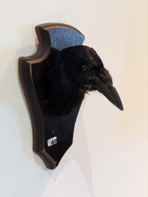Victorian Taxidermy Crow's Head Wall Mount on Shield Plaque