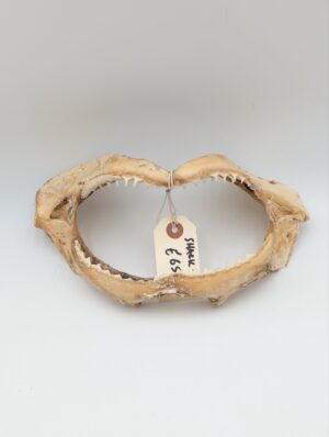 Real Shark Jaw Specimen With Teeth – Natural History Display
