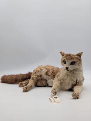 Victorian Taxidermy Cat Study – Full Body Domestic Cat Display