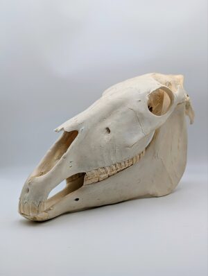 Large Authentic Horse Skull – Natural History Osteology Specimen