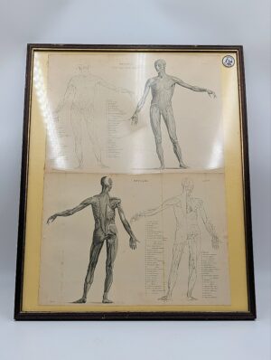 Framed Antique Anatomical Muscle Study Book Plate Engraving – Vol. 9