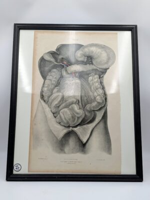 Framed Antique Anatomical Internal Organ Study Book Plate Engraving – Plate 45
