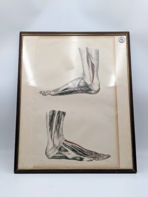 Framed Antique Anatomical Foot & Ankle Study Book Plate Engraving – Plate 32