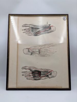 Framed Antique Anatomical Foot Study Book Plate Engraving – Plate 32