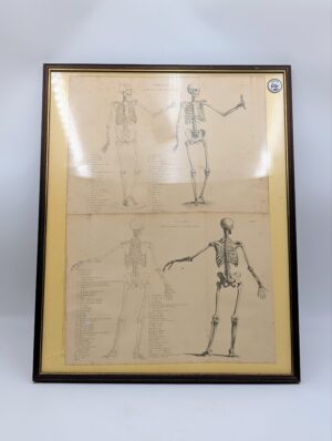 Framed Antique Anatomical Skeleton Study Book Plate Engraving – Front & Rear Views of the Male Skeleton