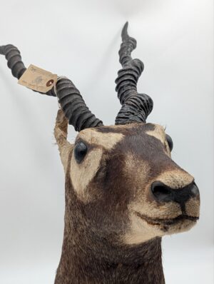 Vintage Taxidermy Blackbuck Antelope Head Mount with Spiral Horns