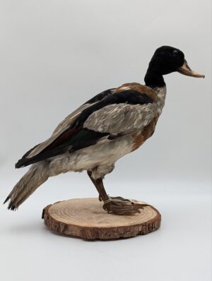 Taxidermy Mallard Duck on Natural Wood Base