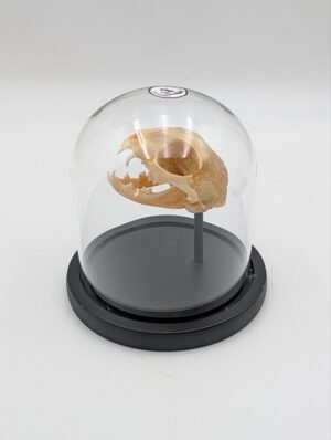 Authentic Cat Skull in Glass Display Dome