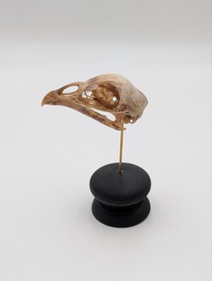 Authentic Bird Skull on Display Stand