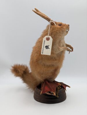 Taxidermy Wolpertinger – German Mythical Hybrid Curiosity