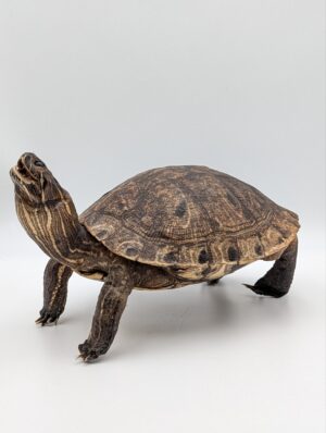 Taxidermy Slider Terrapin – Preserved Turtle Specimen
