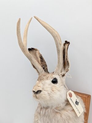 Taxidermy Jackalope Wall Mount