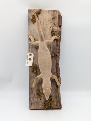 Taxidermy Lizard Curiosity Display