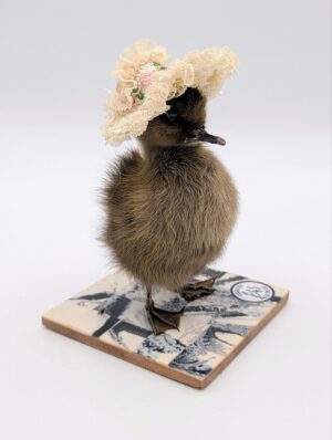 Lady Quackington — Taxidermy Duckling in Her Sunday Best