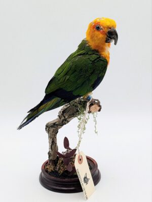 Taxidermy Sun Conure Parrot on Naturalistic Perch
