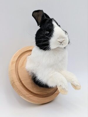 Taxidermy Black & White Rabbit Wall Mount