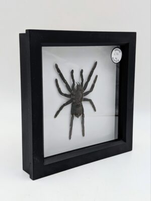 Framed Taxidermy Tarantula Specimen