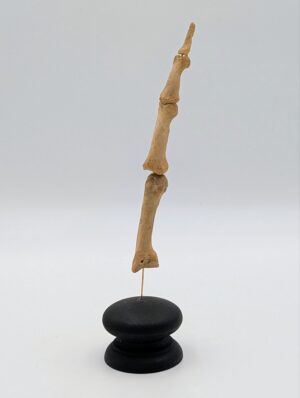 Authentic Human Articulated Middle Finger Bones on Display Stand
