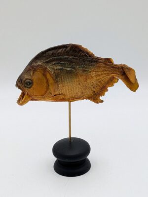 Taxidermy Piranha on Black Display Stand