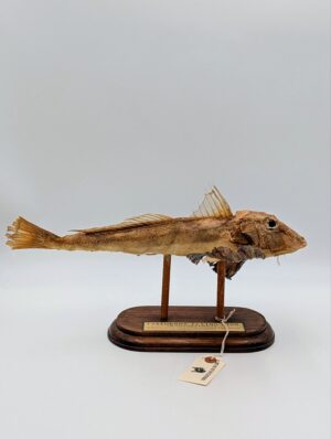 Taxidermy Flying Fish on Wooden Display Stand