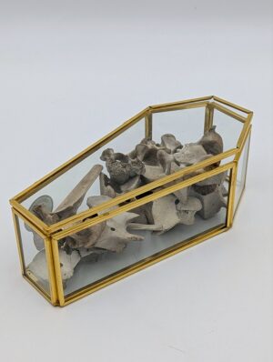 Glass Coffin Filled with Assorted Animal Vertebrae & Bones