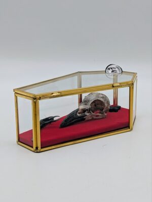 Authentic Crow Skull & Foot in Glass Coffin Display