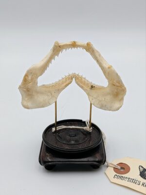Small Baby Shark Jaw on Display Stand