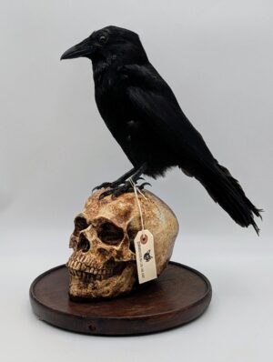 Taxidermy Crow Perched on Faux Human Skull Gothic Display