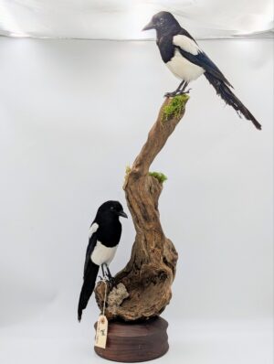 Pair of Taxidermy Magpies – “Two for Joy” Naturalistic Display