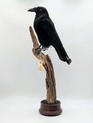 Taxidermy Crow on Natural Wood Perch