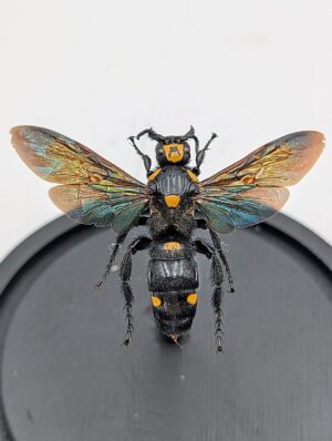 Giant Scoliid Wasp Specimen in Display Dome – Megascolia procer