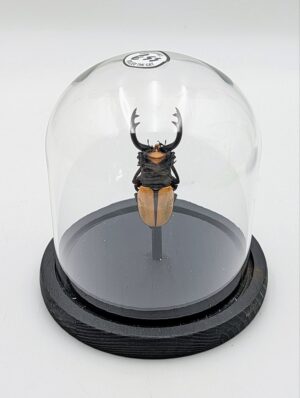 Taxidermy Stag Beetle in Glass Dome