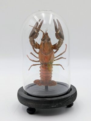 Taxidermy Crayfish Specimen in Glass Dome