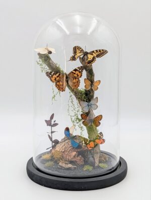 Large Taxidermy Butterfly & Insect Woodland Display Dome