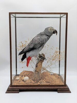 AGlass Cased Taxidermy African Grey Parrot – Natural History Display