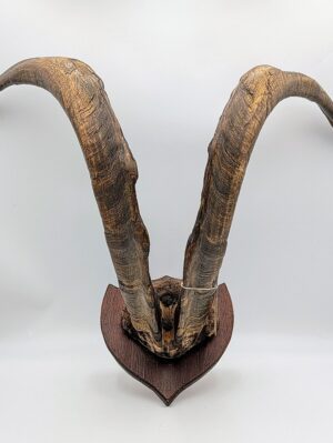 Huge Authentic Wild Goat Horns on Shield Mount