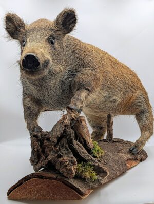 Taxidermy Juvenile Wild Boar on Naturalistic Woodland Base