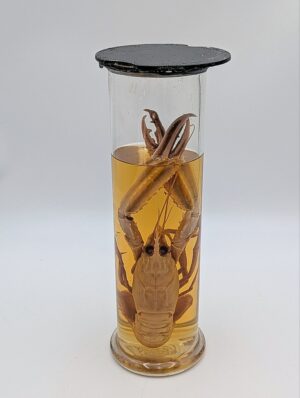 Large Victorian Lobster Wet Specimen in Tall Glass Scientific Jar