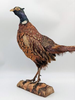 Vintage Taxidermy Male Pheasant on Natural Birch Wood Base