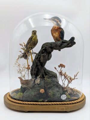 Taxidermy Kingfisher & British Songbirds Naturalistic Glass Dome Diorama
