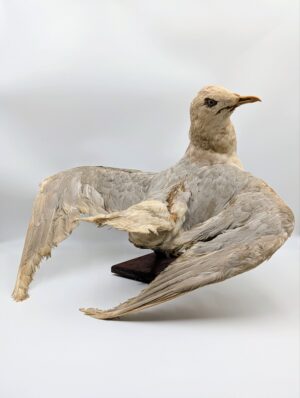 Large Vintage Taxidermy Seagull with Dramatic Spread Wings