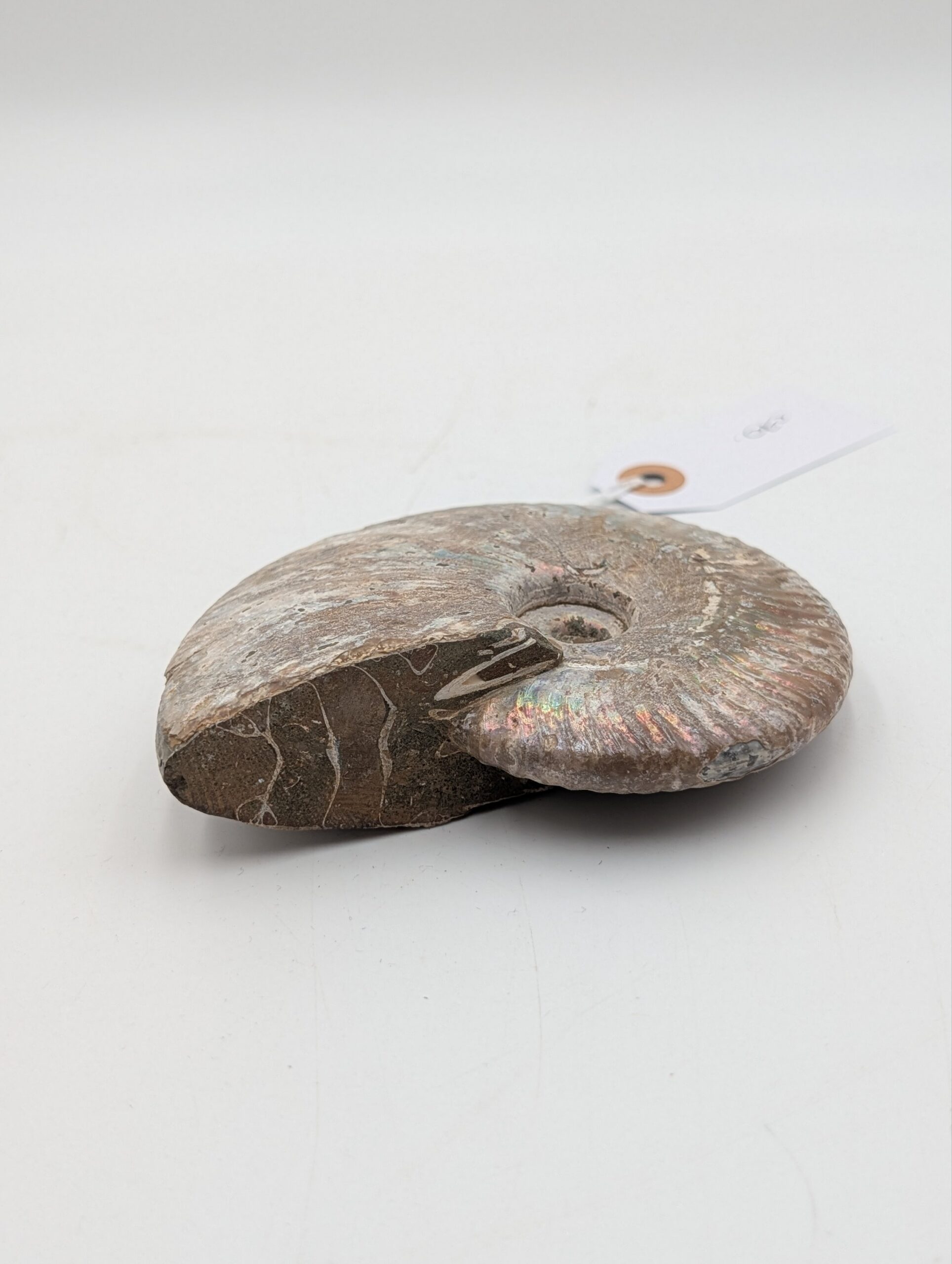 Iridescent Cleoniceras Ammonite Fossil – Madagascar – 12cm / 400g - Image 3