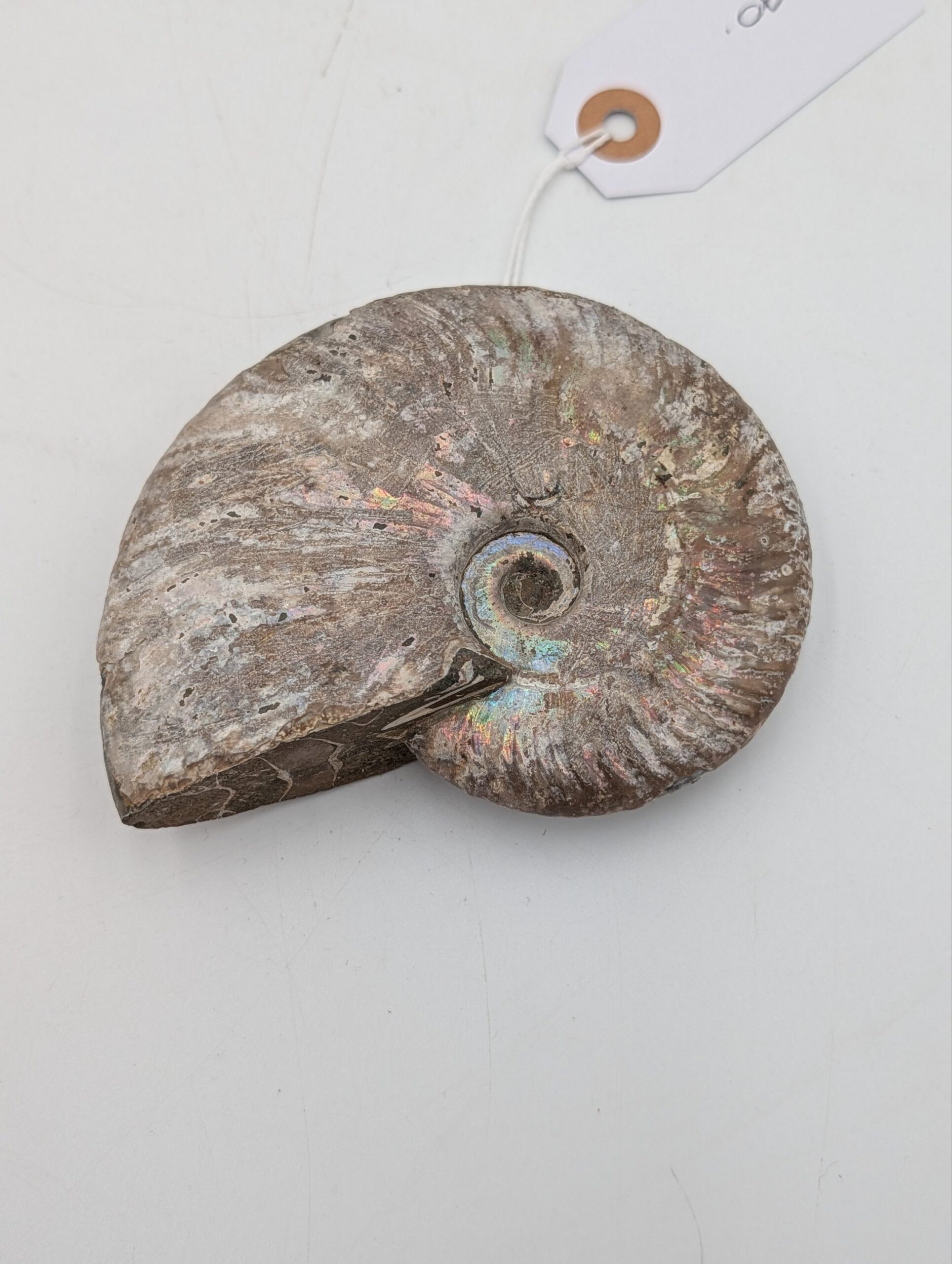 Iridescent Cleoniceras Ammonite Fossil – Madagascar – 12cm / 400g - Image 2