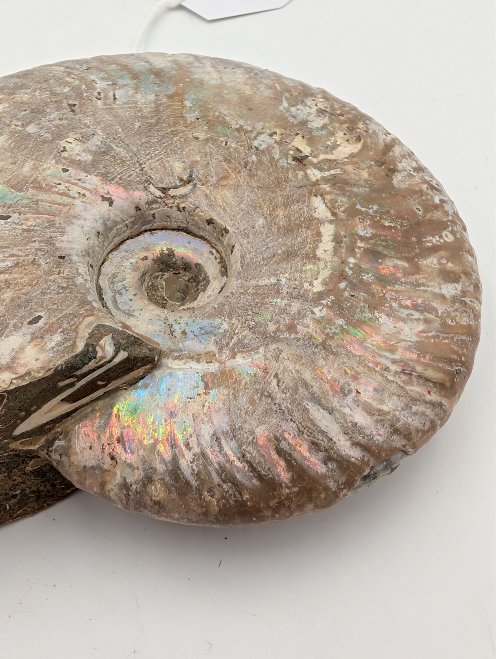 Iridescent Cleoniceras Ammonite Fossil – Madagascar – 12cm / 400g - Image 4