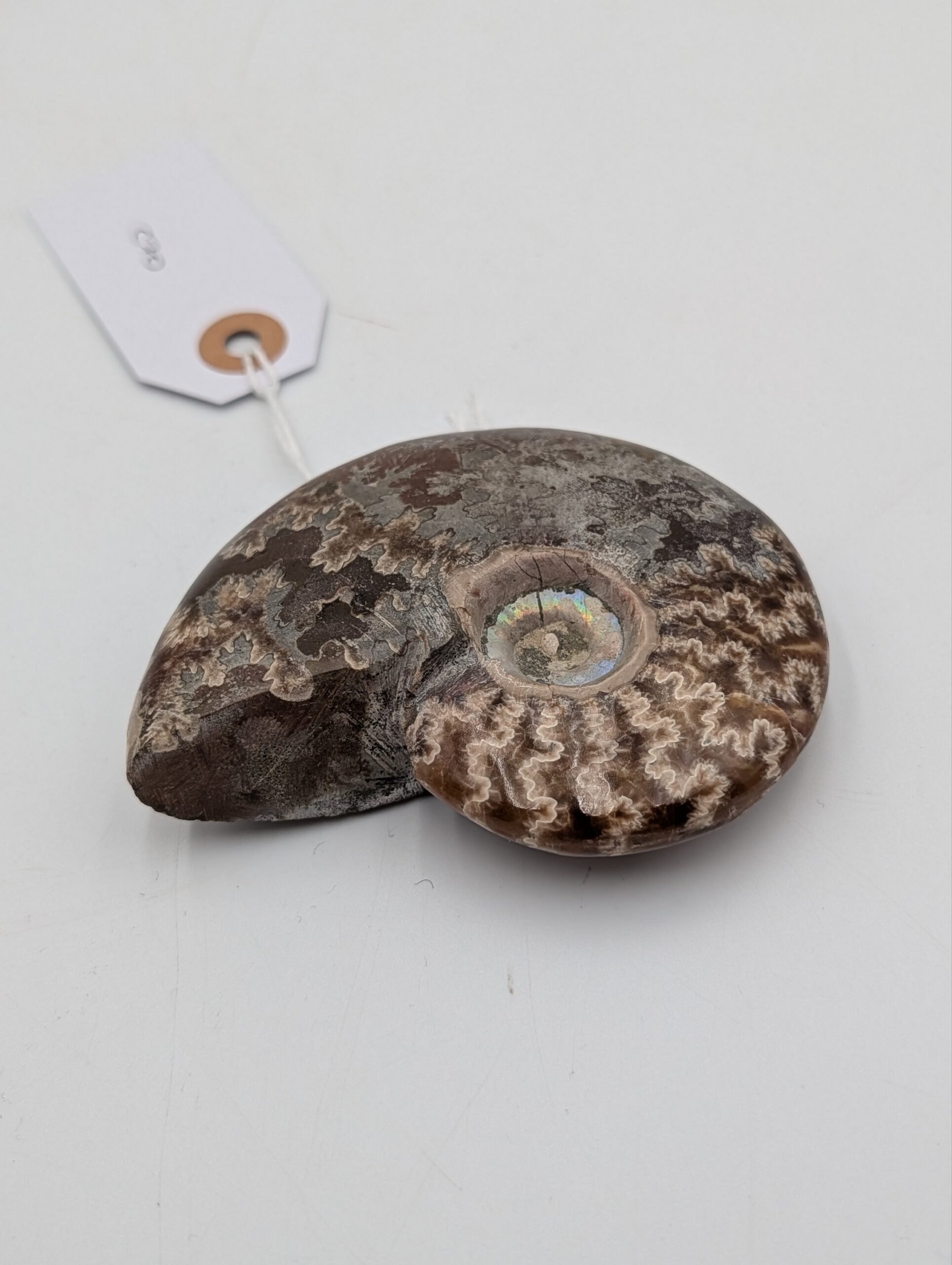 Polished Cleoniceras Ammonite Fossil with Sutures – Madagascar – 10cm / 210g - Image 3