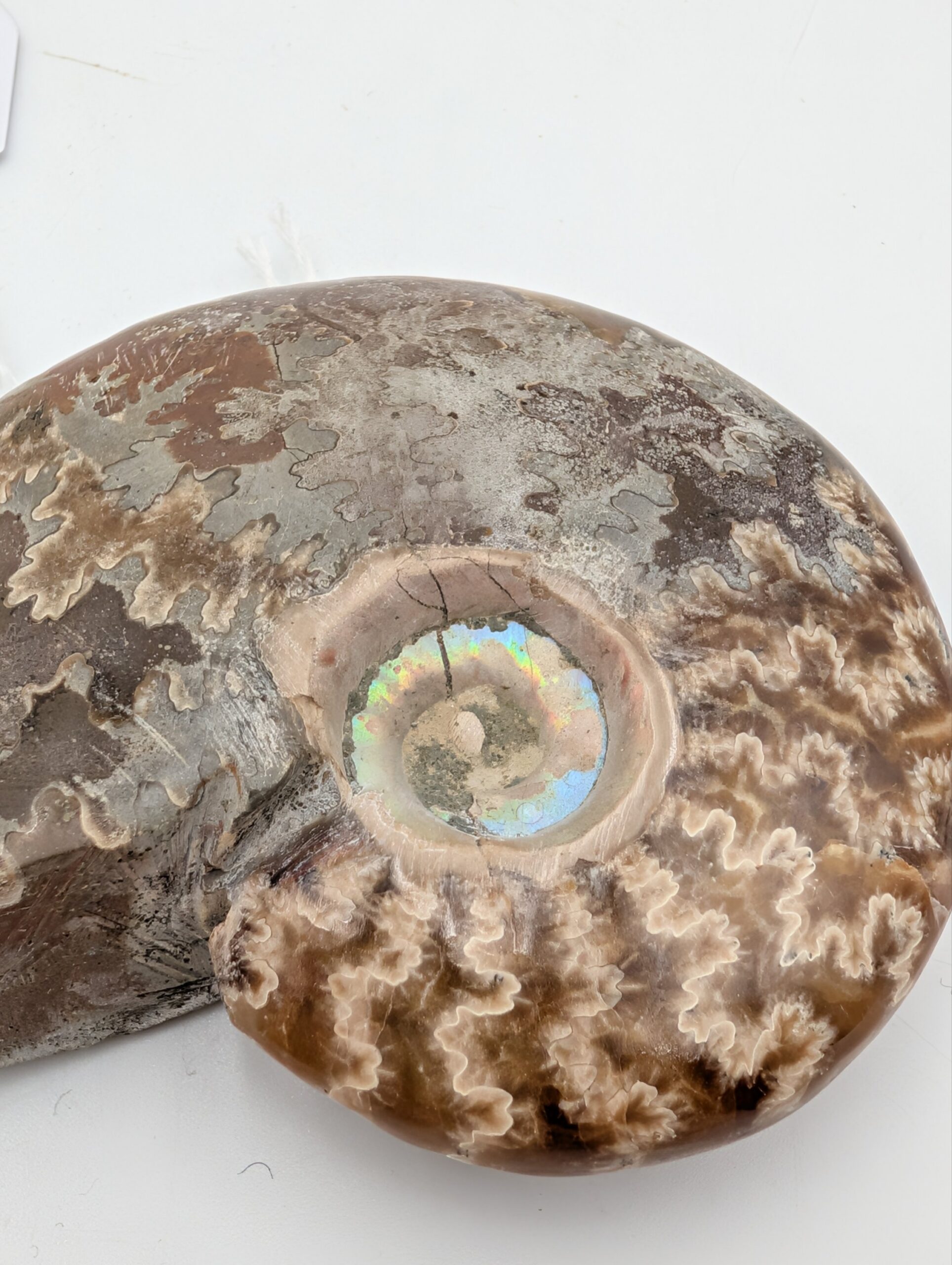 Polished Cleoniceras Ammonite Fossil with Sutures – Madagascar – 10cm / 210g - Image 2