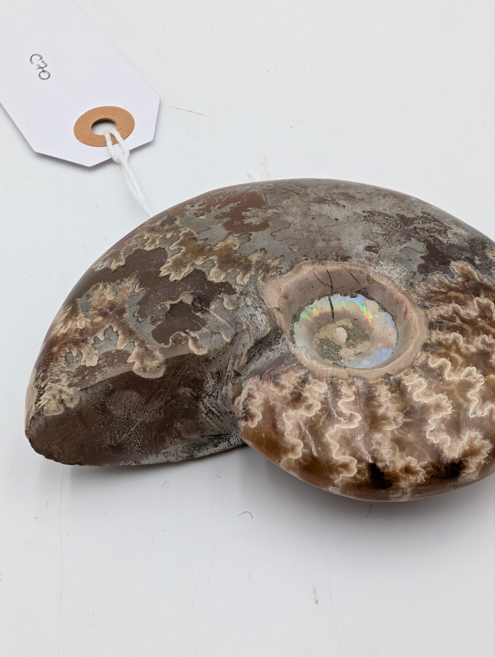Polished Cleoniceras Ammonite Fossil with Sutures – Madagascar – 10cm / 210g - Image 4