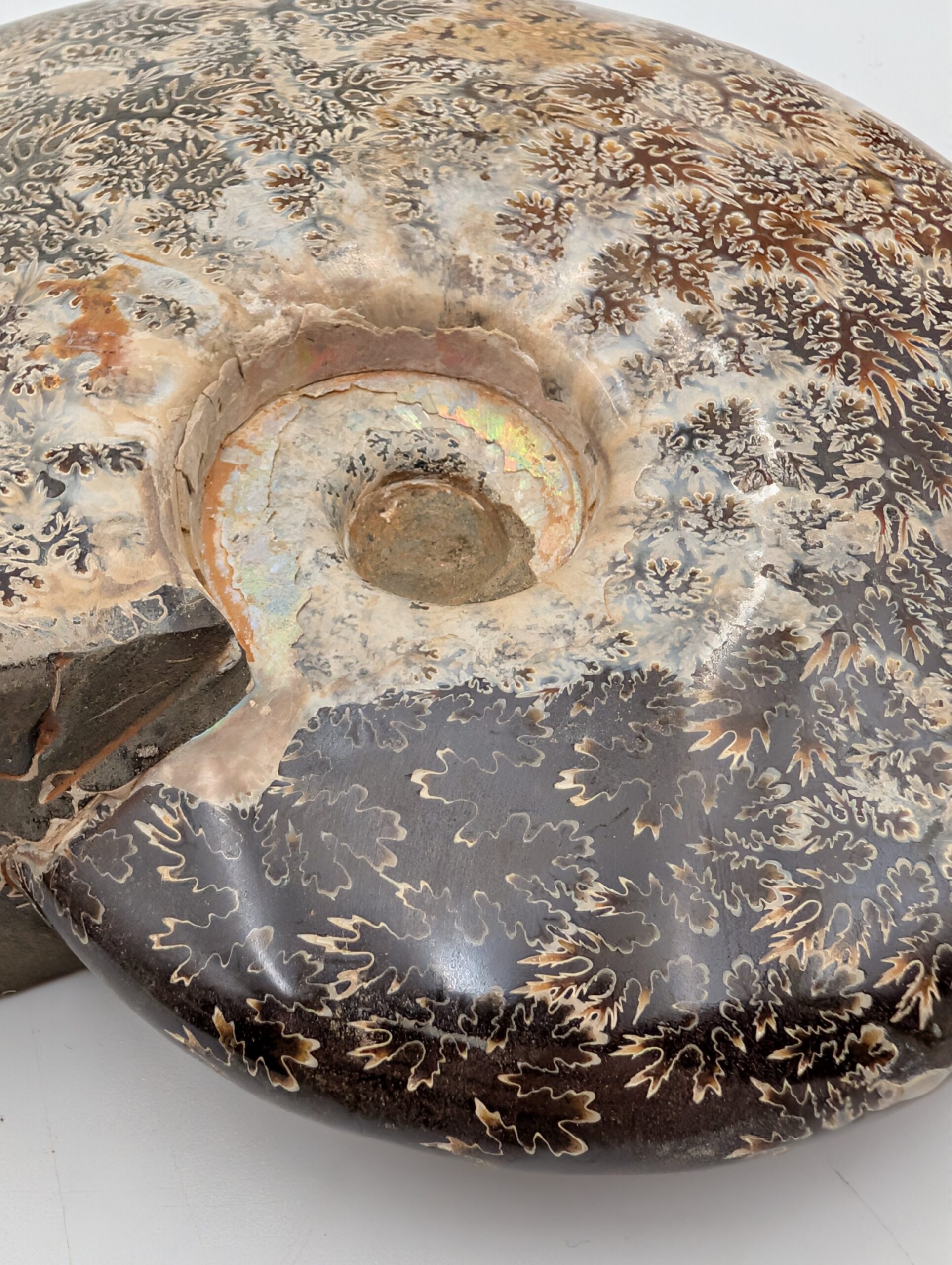 Large Polished Cleoniceras Ammonite Fossil with Sutures – Madagascar – 15.5cm / 770g - Image 5